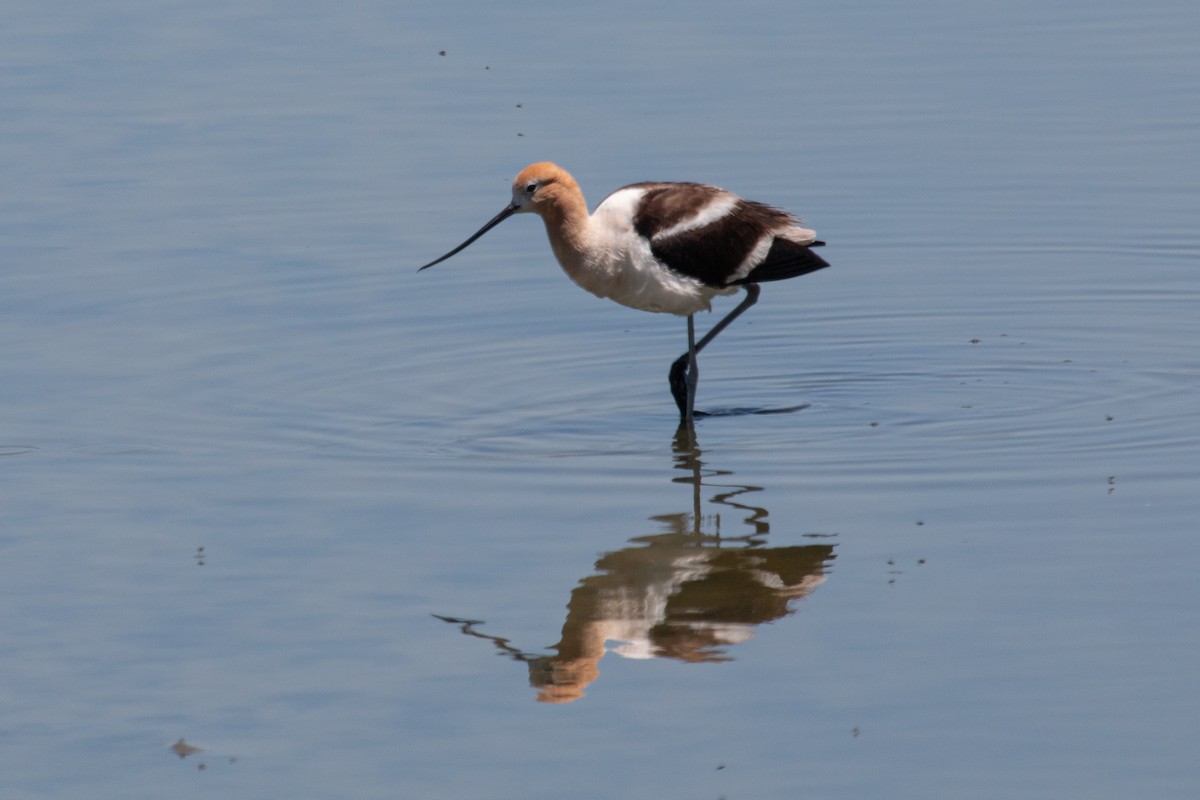 American Avocet - Katie Sanborn