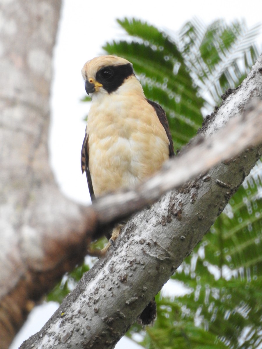 Laughing Falcon - ML571518721