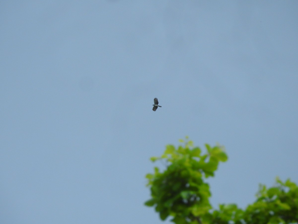 Gray-headed Kite - ML571519011