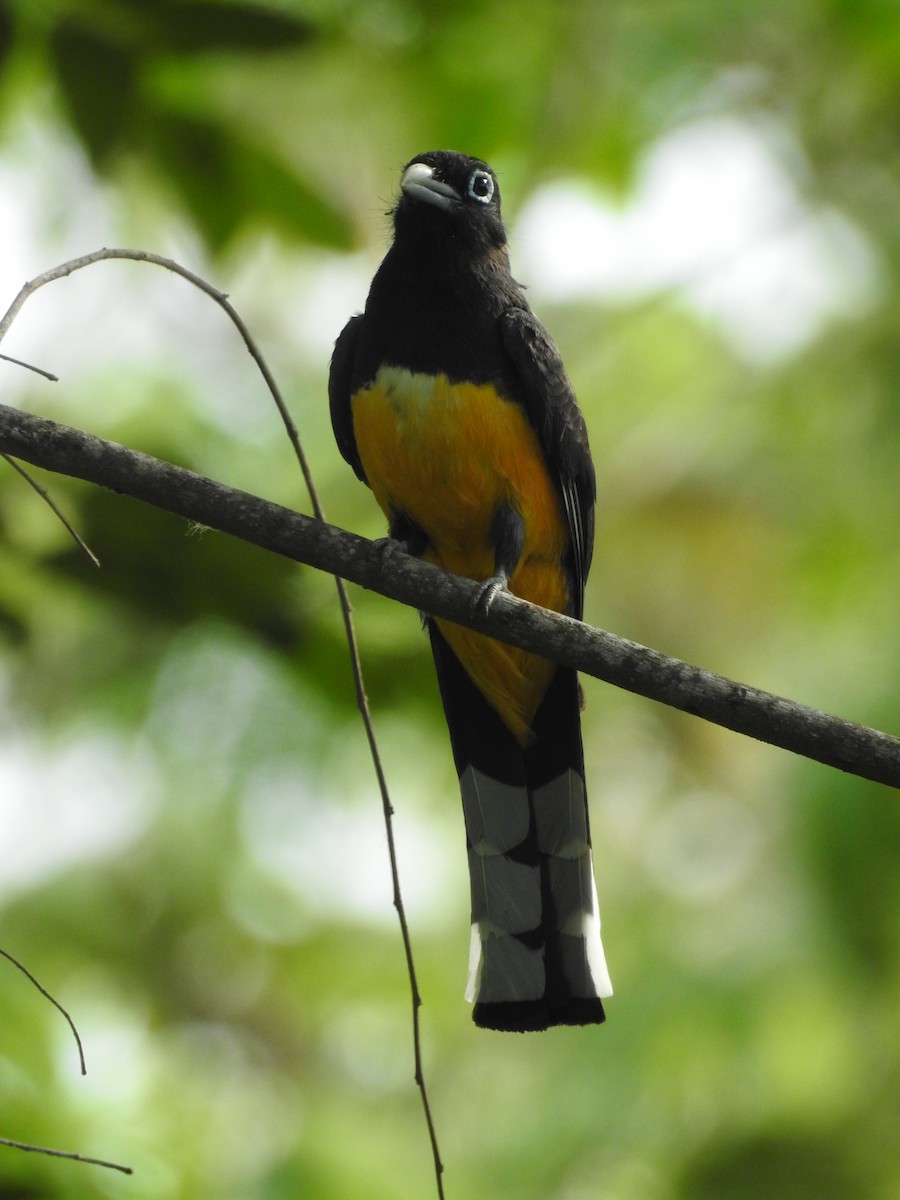 Black-headed Trogon - ML571519211