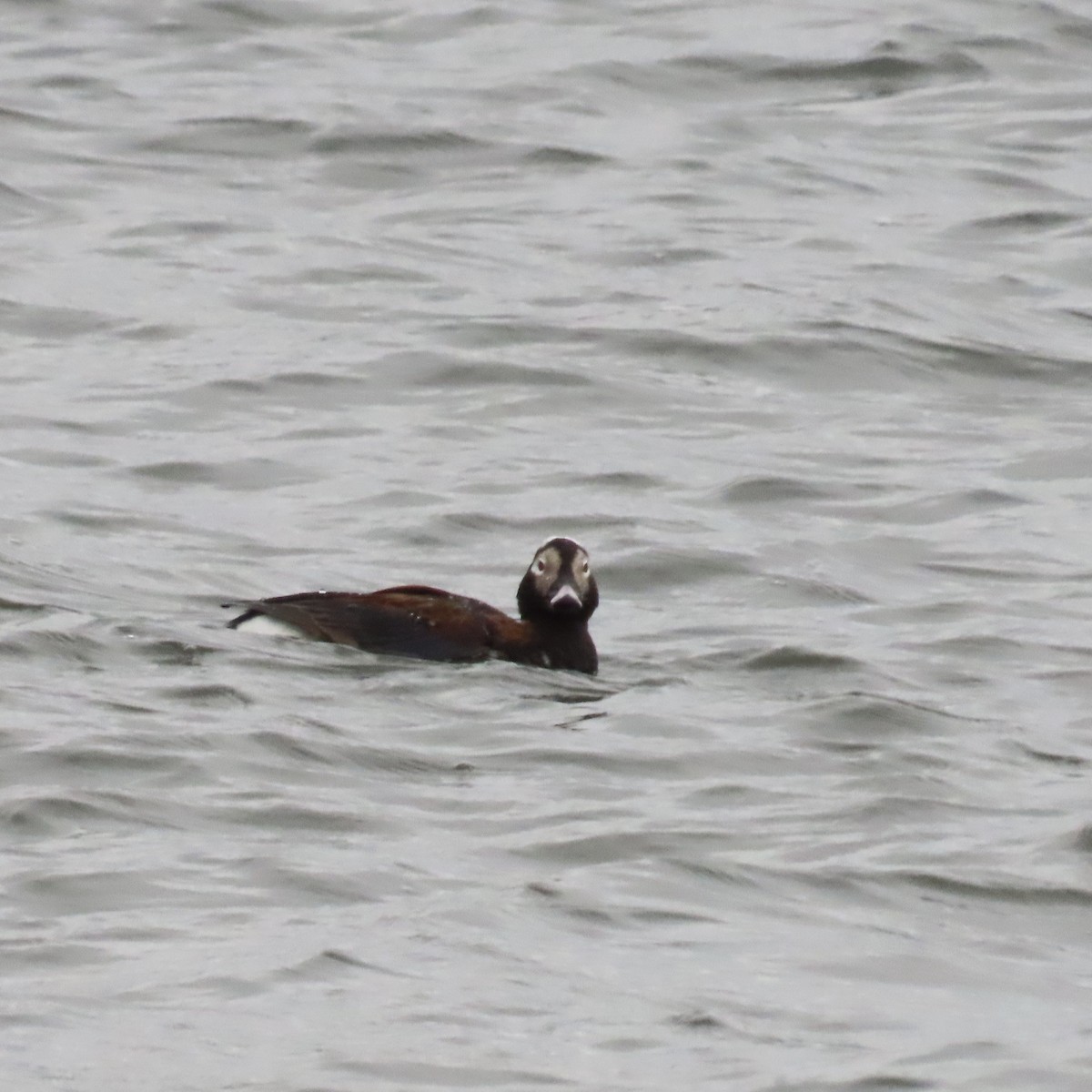 Long-tailed Duck - ML571519701