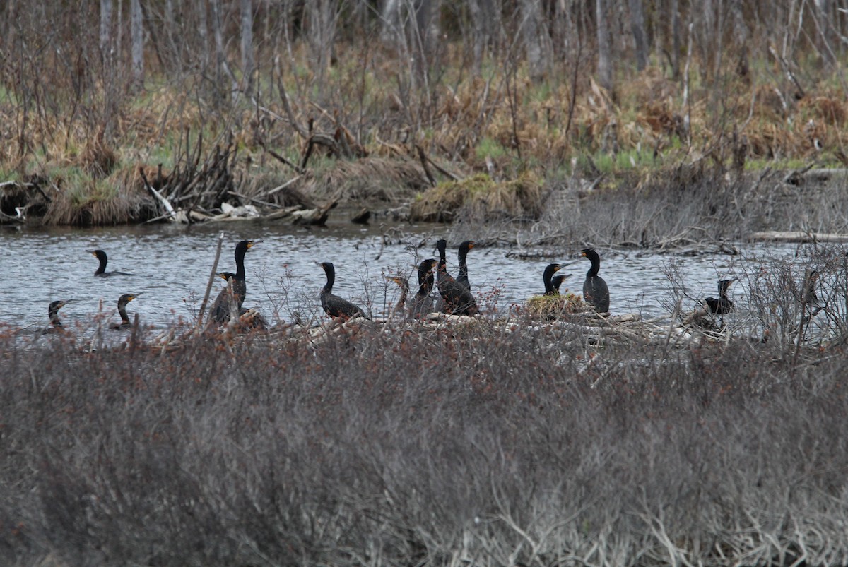 Double-crested Cormorant - ML571519951