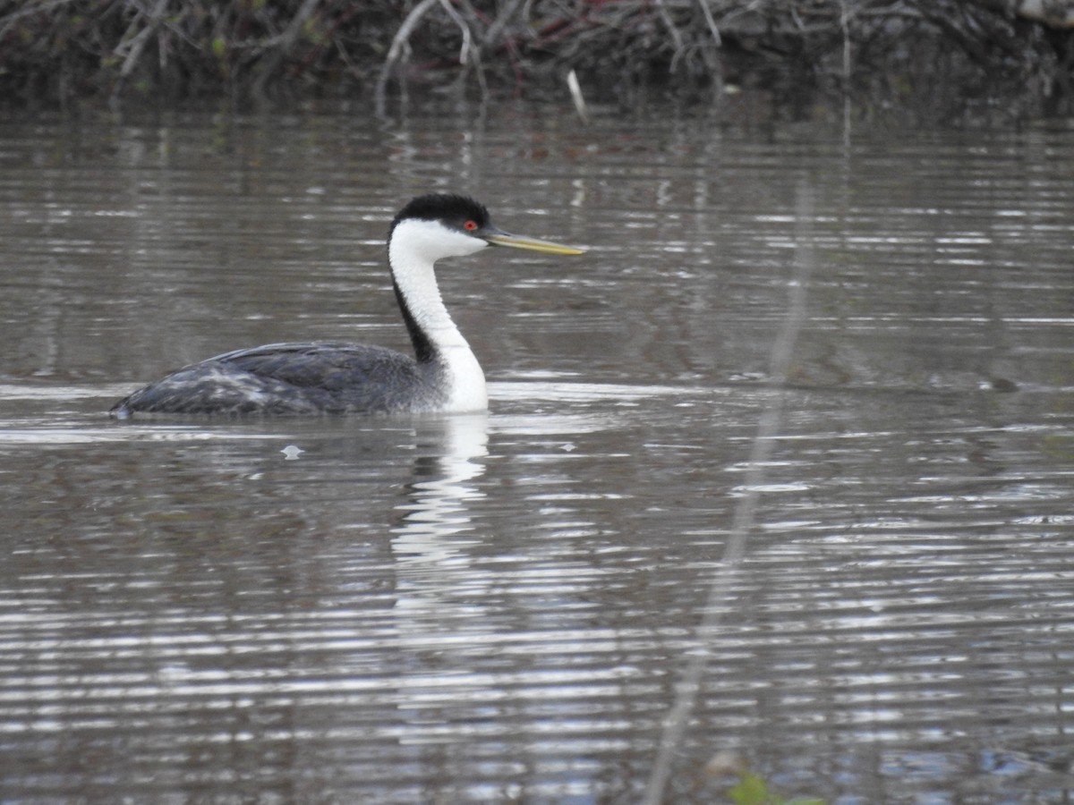 Western Grebe - ML571520101