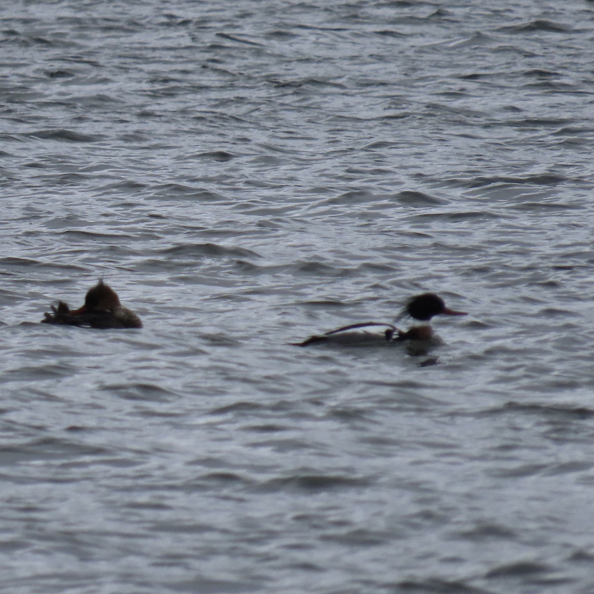 Red-breasted Merganser - ML571520111