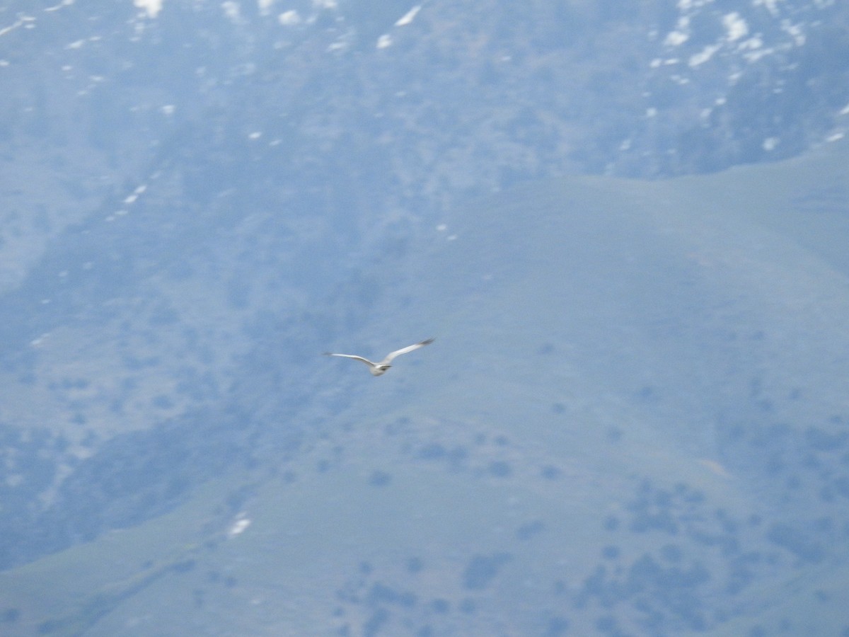 Northern Harrier - ML571520401