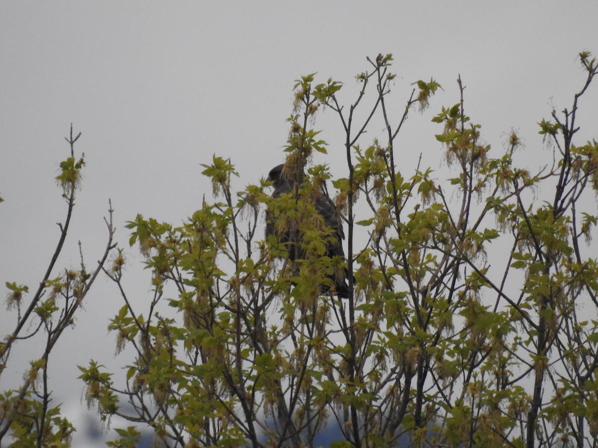 Swainson's Hawk - ML571520481
