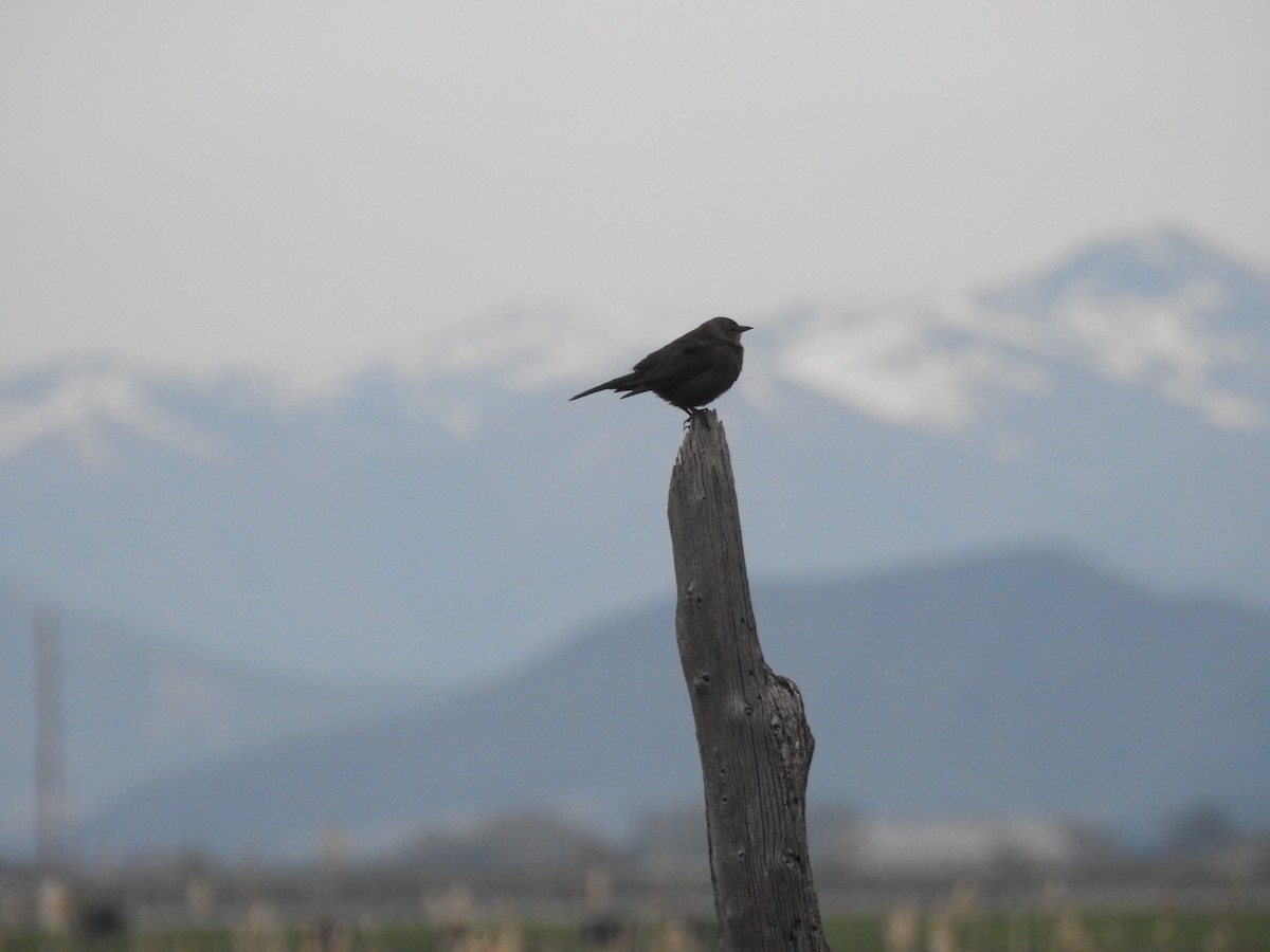 Brewer's Blackbird - ML571520751