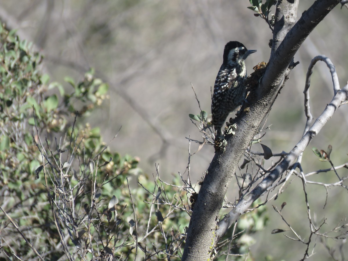 Striped Woodpecker - ML571521021