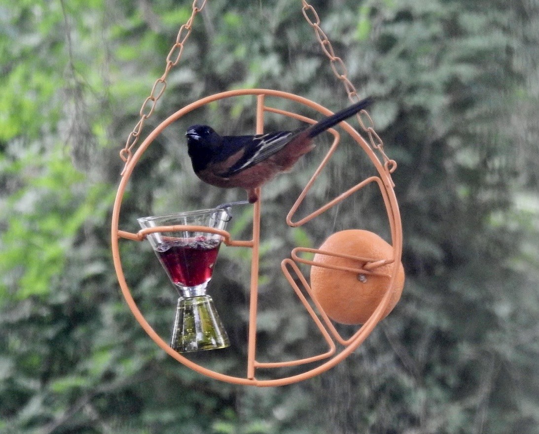 Orchard Oriole - ML571521361