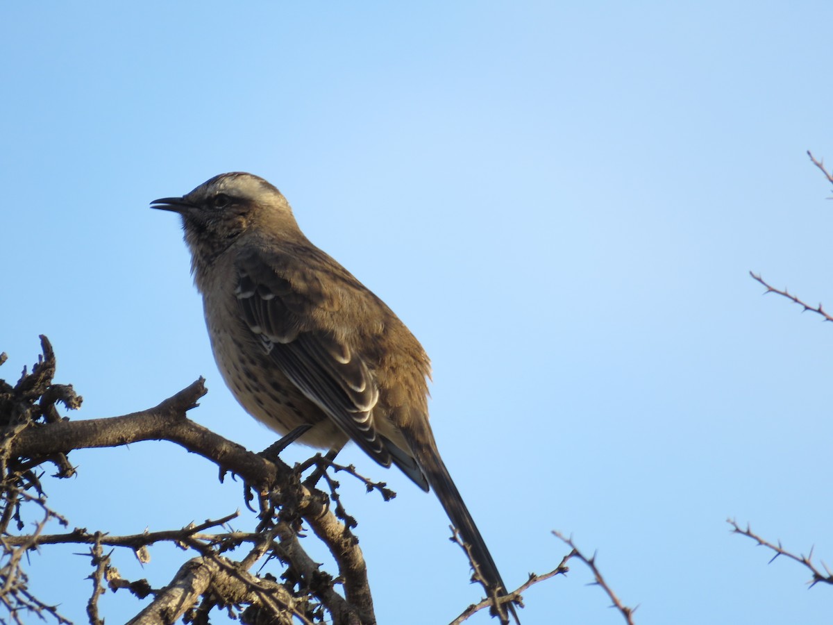 Chilean Mockingbird - ML571521541