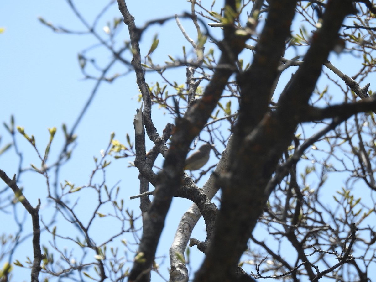 Virginia's Warbler - ML571521611