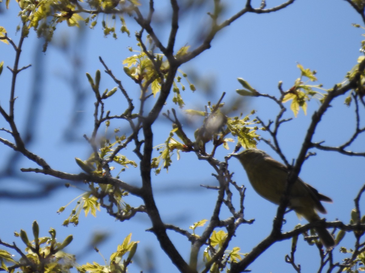 Virginia's Warbler - ML571521621