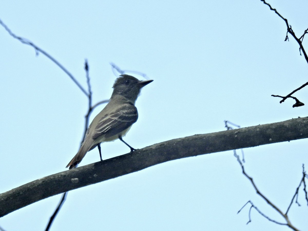 Great Crested Flycatcher - ML571522051
