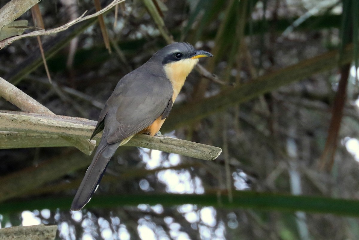 Mangrove Cuckoo - ML571522131