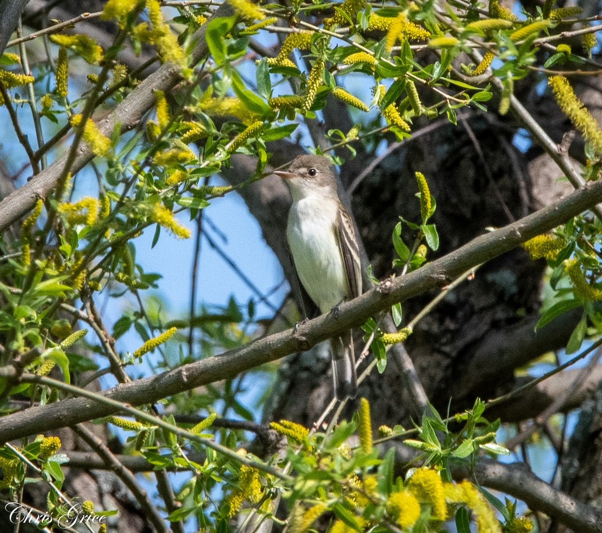 Willow Flycatcher - ML571523001