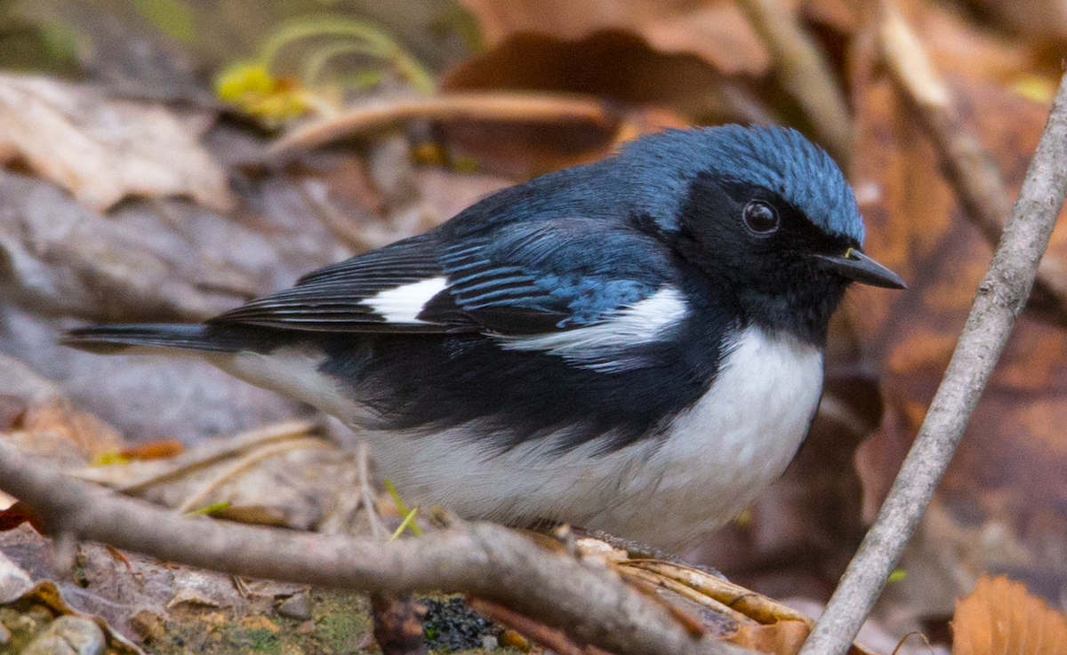 Black-throated Blue Warbler - Jason Van