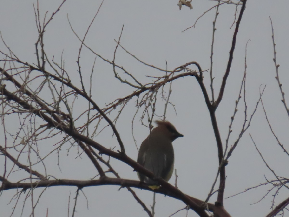 Cedar Waxwing - ML571523781