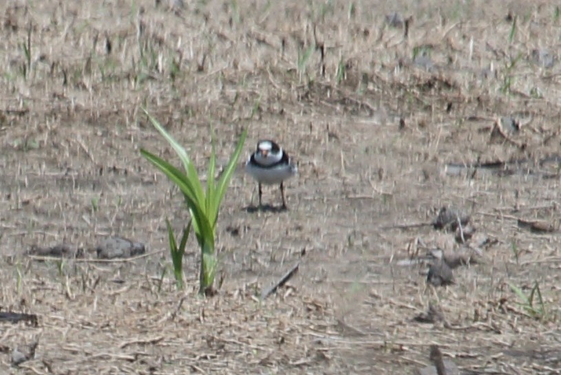 Semipalmated Plover - Brian Voorhees