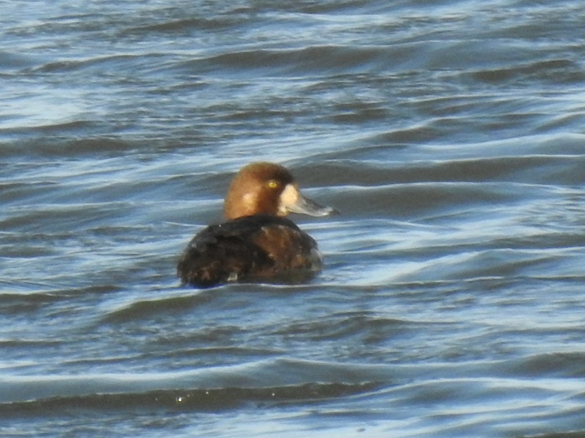 Greater Scaup - ML571526181