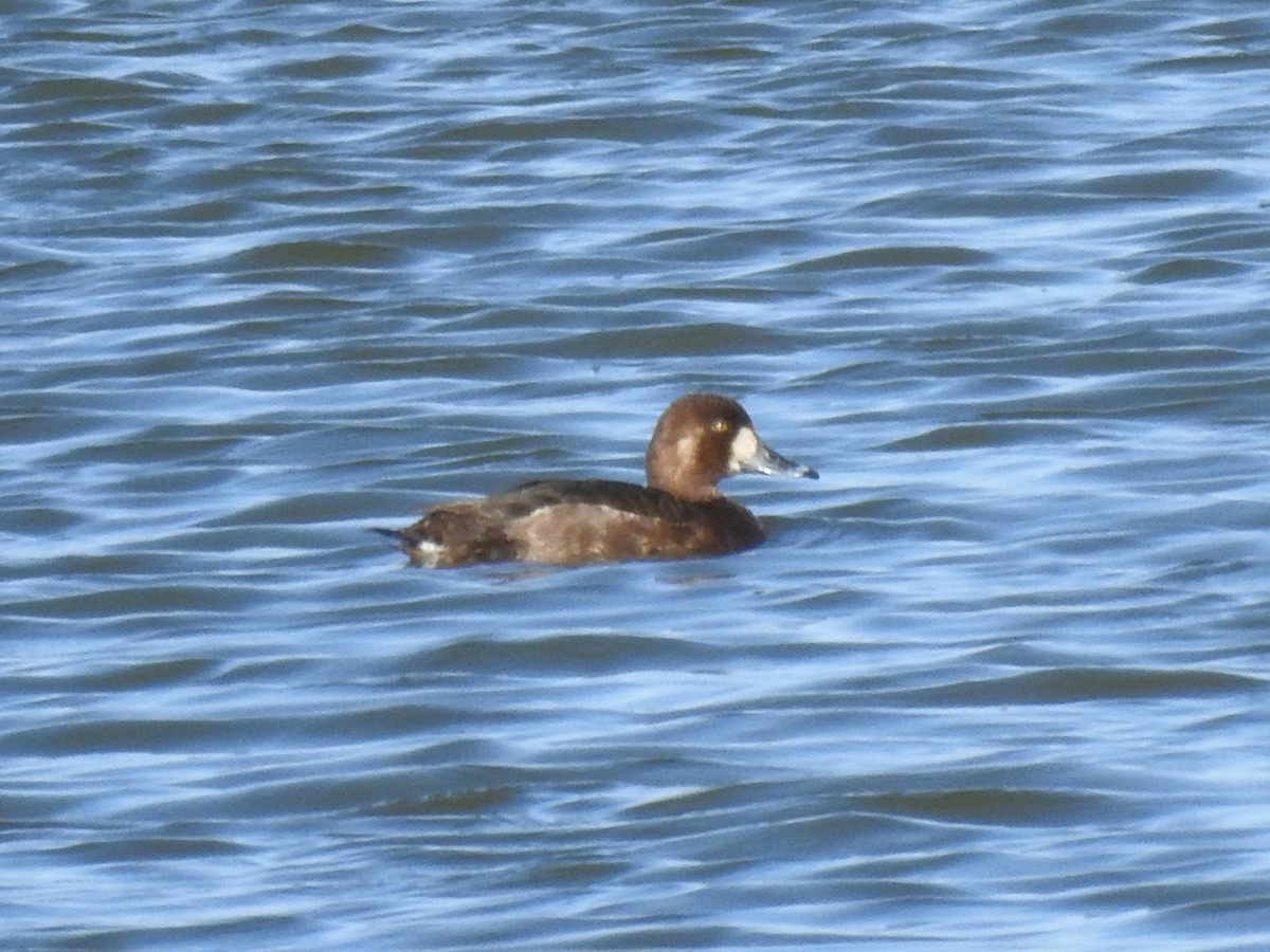 Greater Scaup - ML571526281