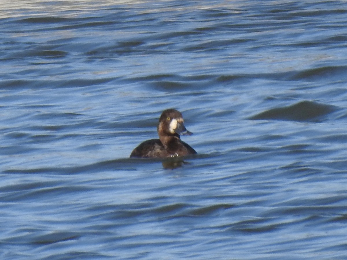 Greater Scaup - ML571526361