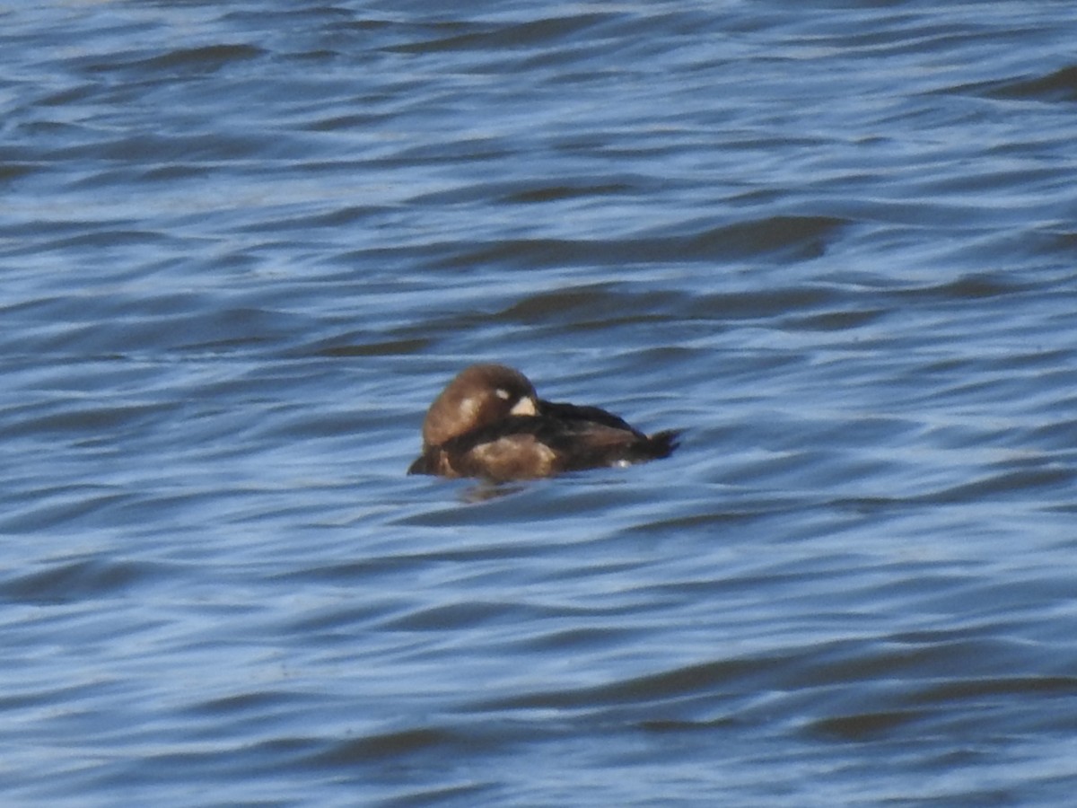 Greater Scaup - ML571526411