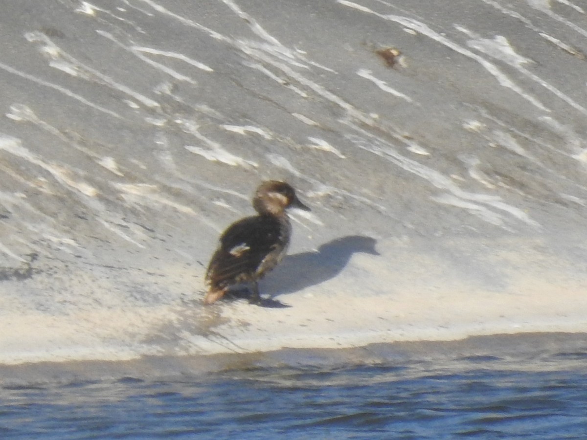 Bufflehead - ML571526481