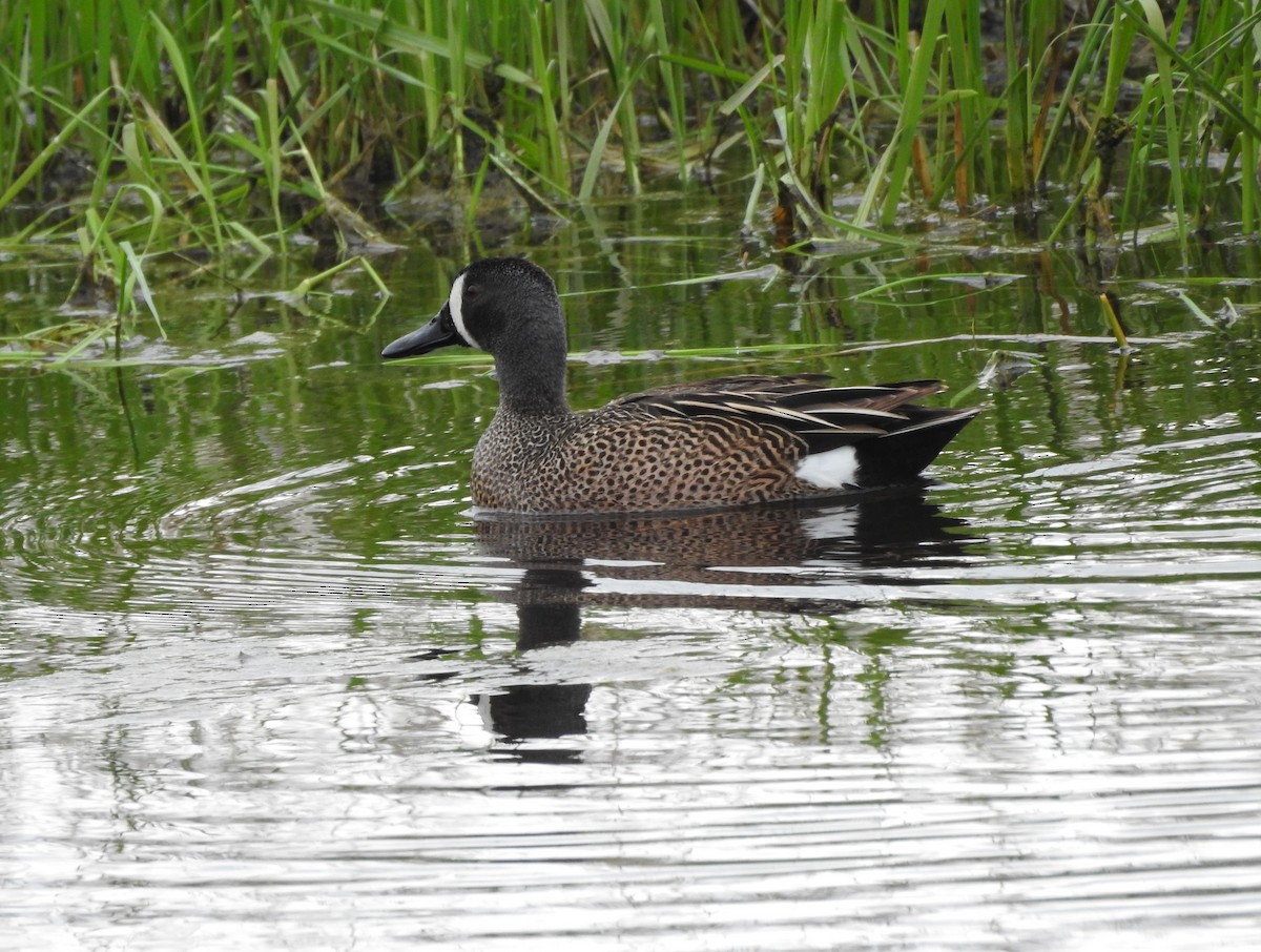 Blue-winged Teal - ML571526601