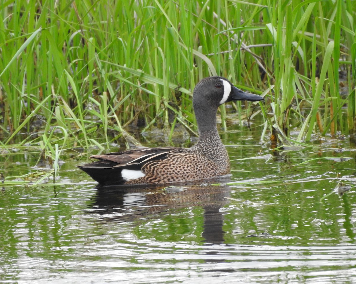 Blue-winged Teal - ML571526611