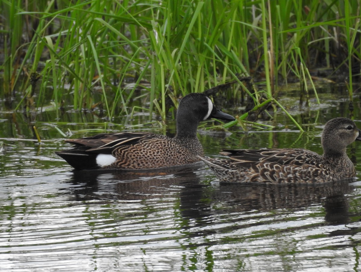 Blue-winged Teal - ML571526621