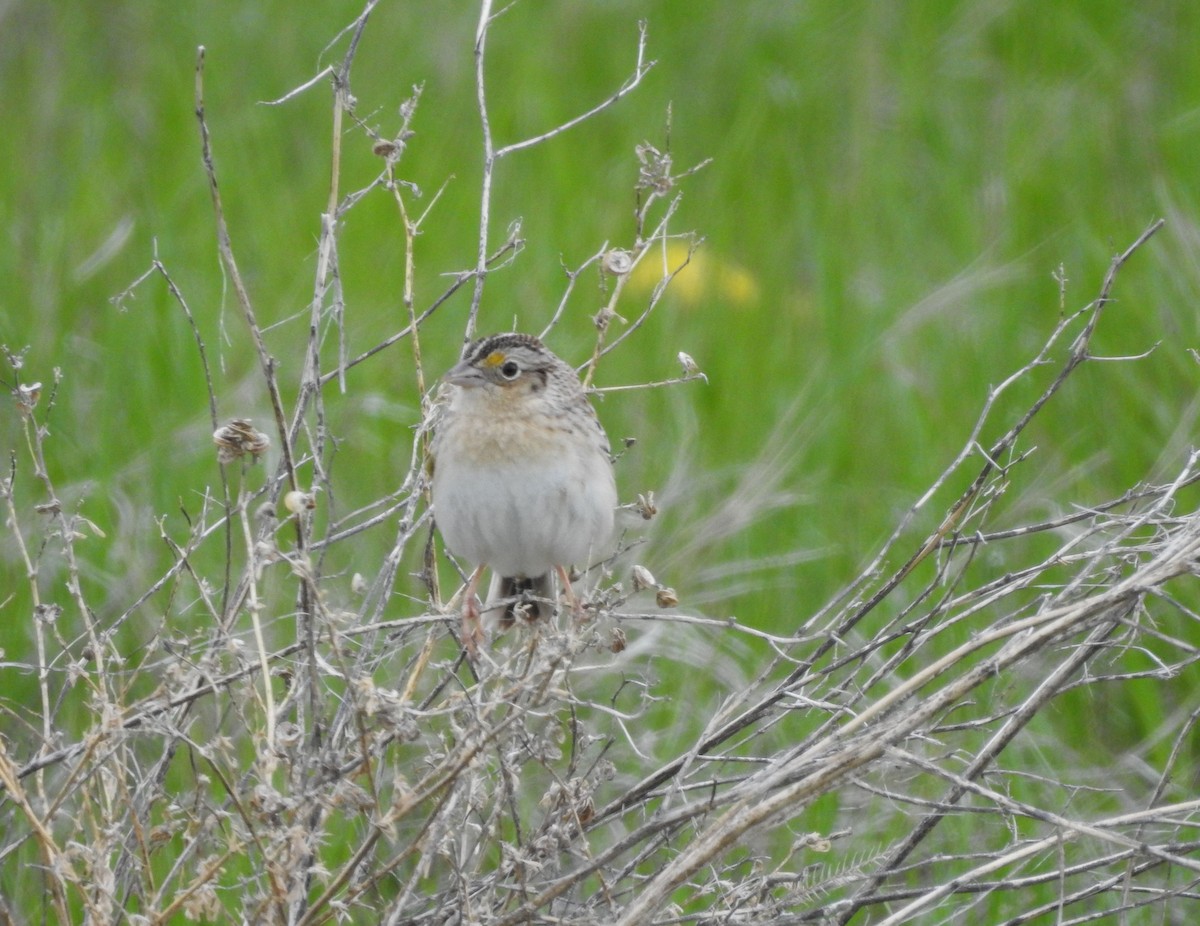 Grasshopper Sparrow - ML571526831