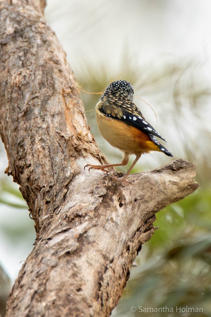 Spotted Pardalote - ML571529141
