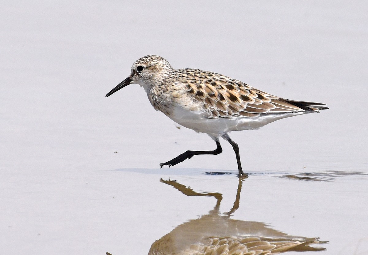 Baird's Sandpiper - ML571529551