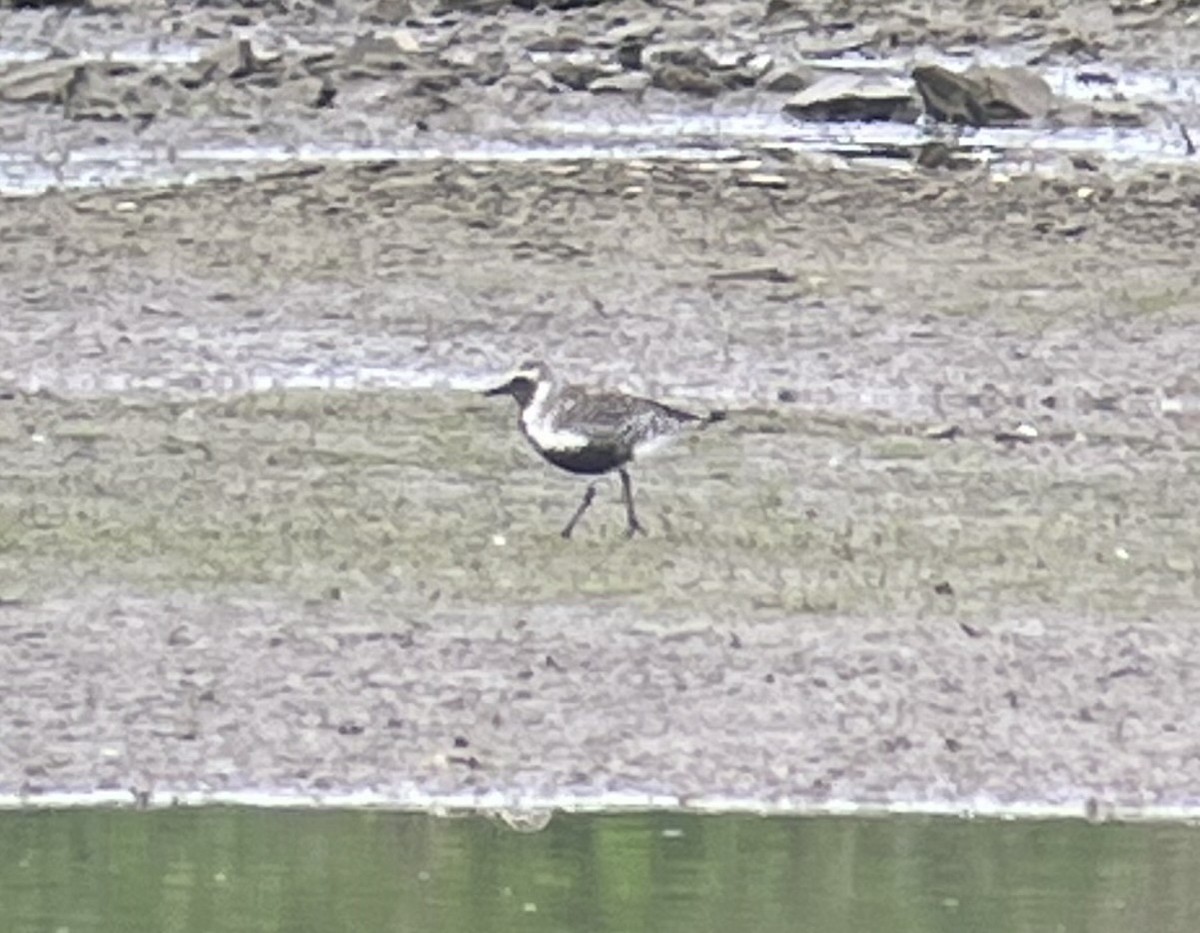 Black-bellied Plover - ML571529641