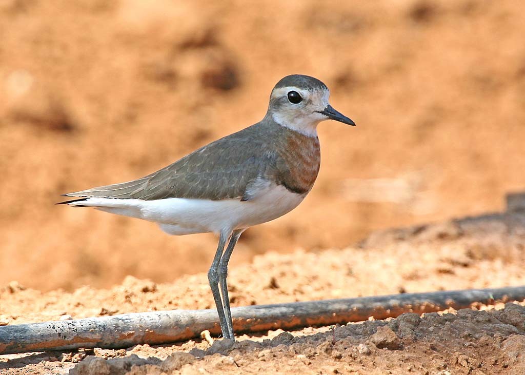 Caspian Plover - ML57153021