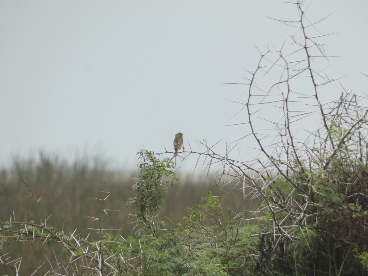 Grassland Yellow-Finch - ML571530841