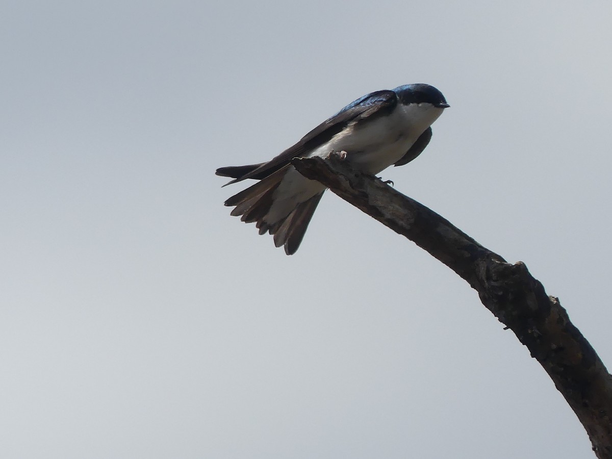 Tree Swallow - ML571531151