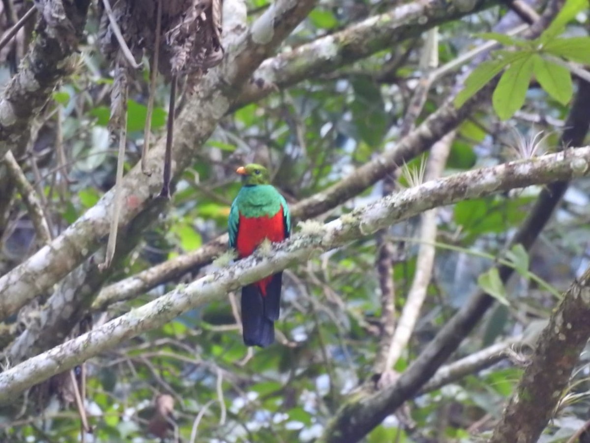 Quetzal Cabecidorado - ML571531241