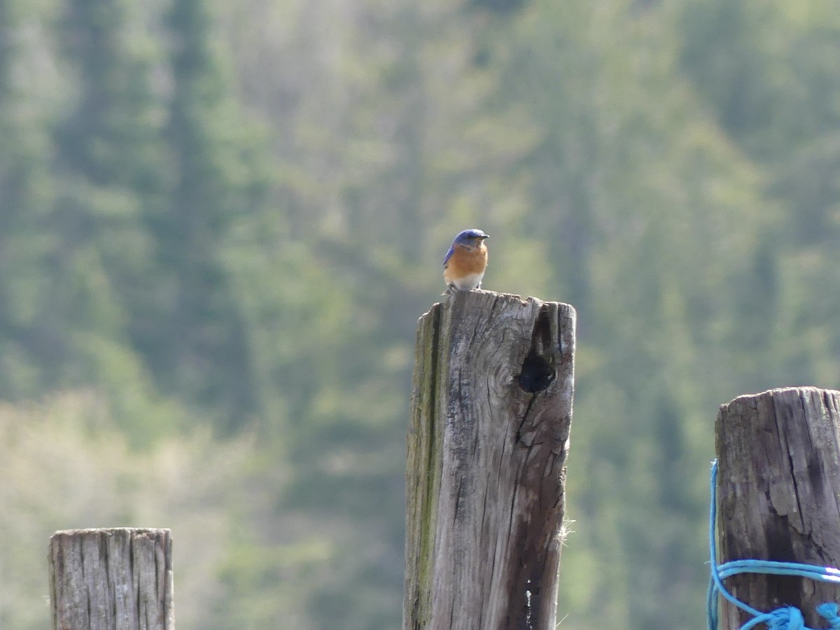 Eastern Bluebird - ML571532061