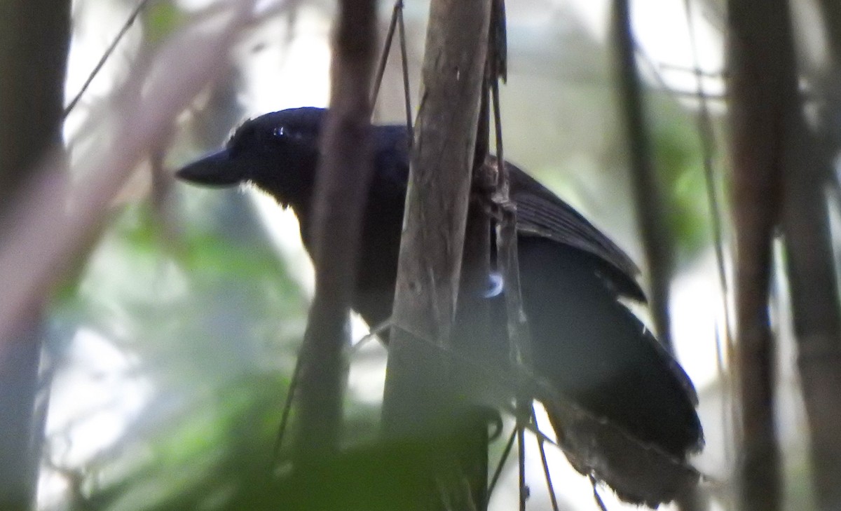 Rondonia Bushbird - ML571532101