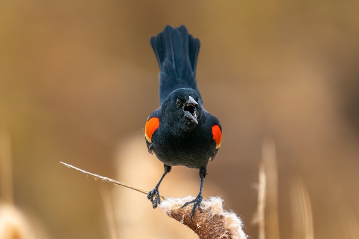 Red-winged Blackbird - ML571532401