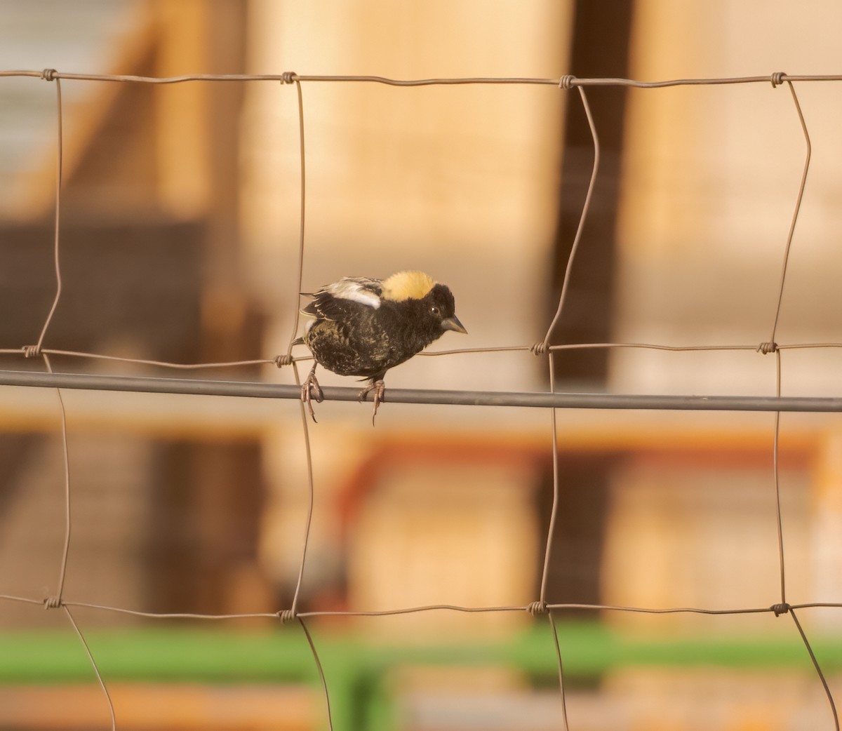 bobolink americký - ML571533411