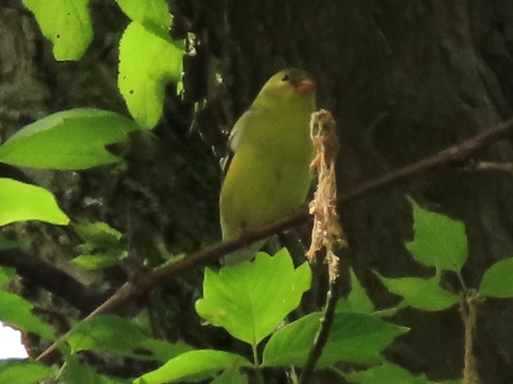 Chardonneret jaune - ML571535291