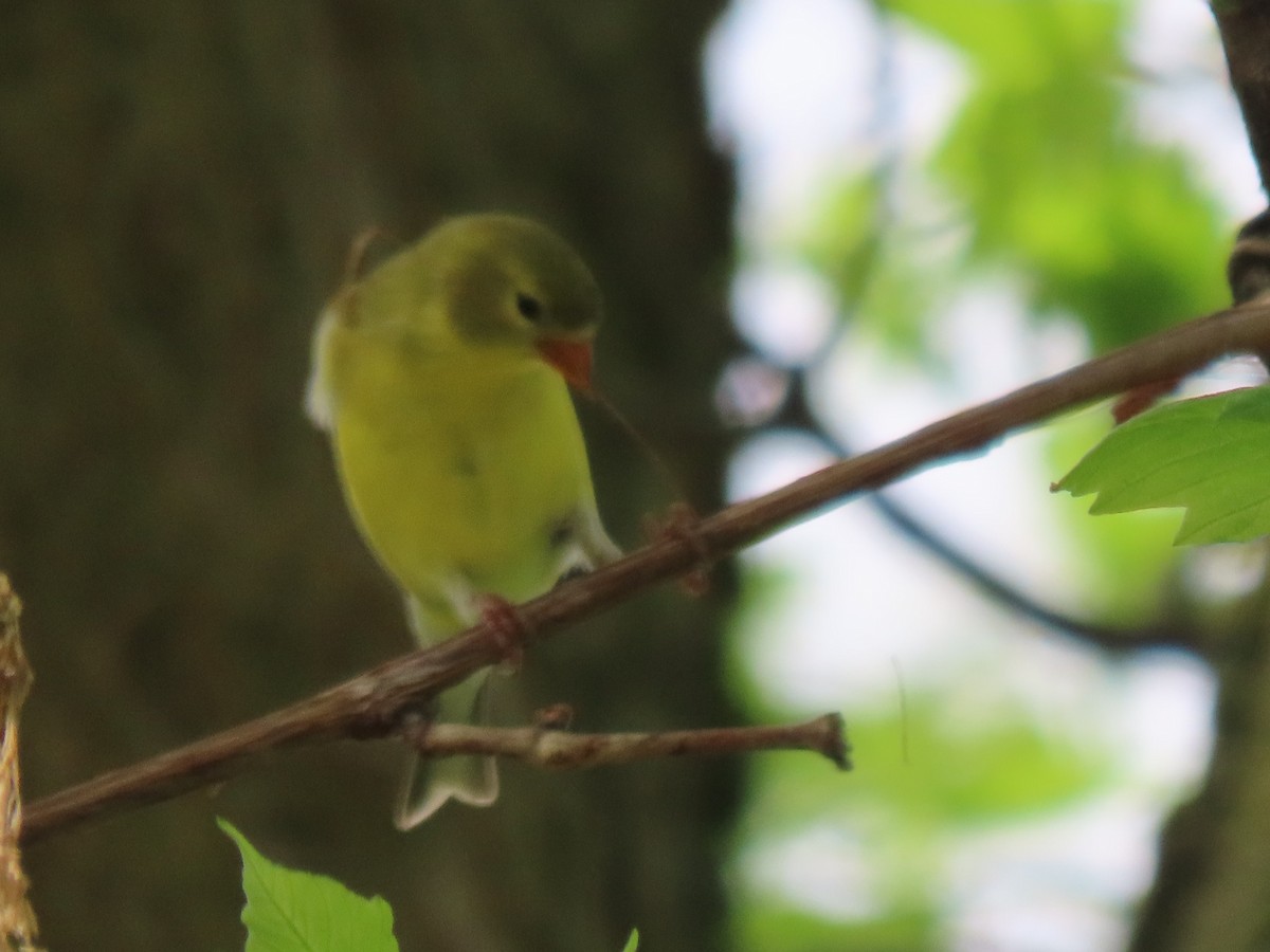 Chardonneret jaune - ML571535311