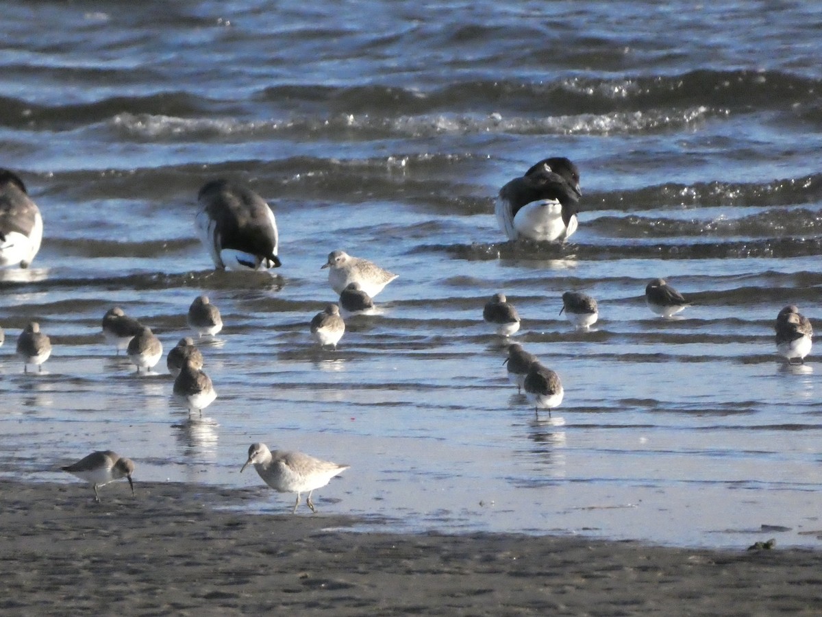 Red Knot - ML571535461