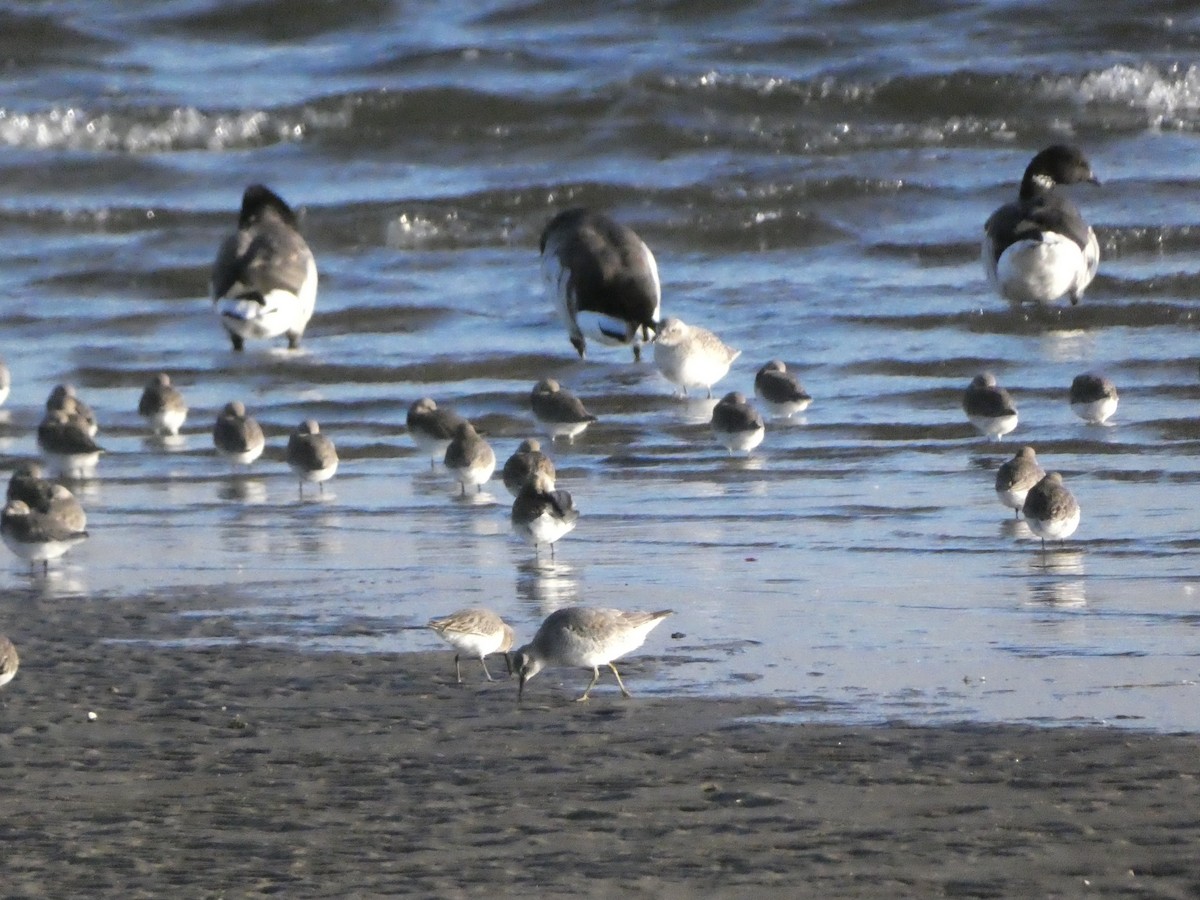 Шармаг элсэг - ML571535471