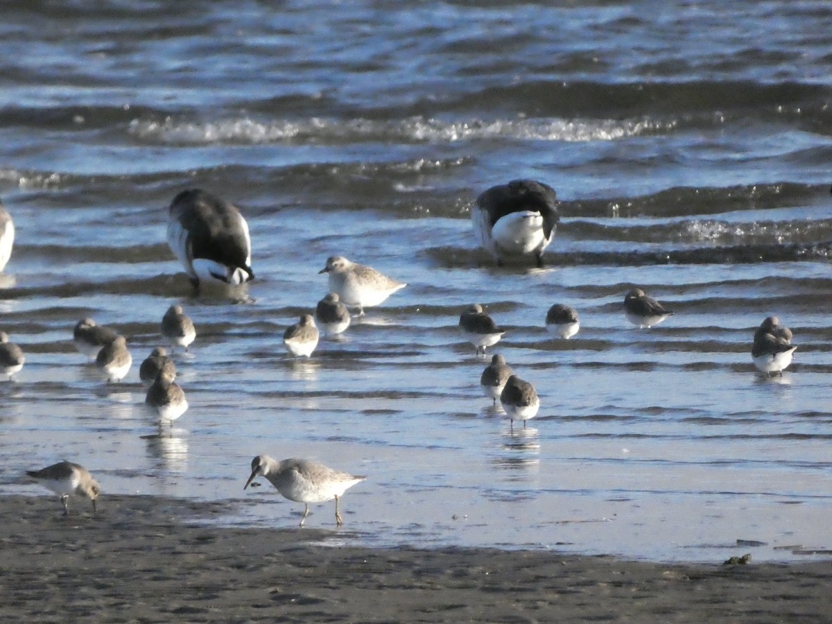 Red Knot - ML571535481