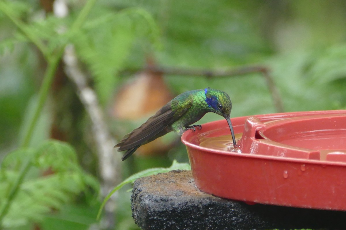 Lesser Violetear - Peter Kaestner