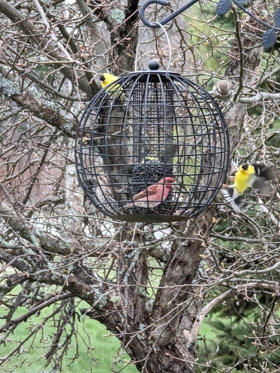 Purple Finch - ML571536841