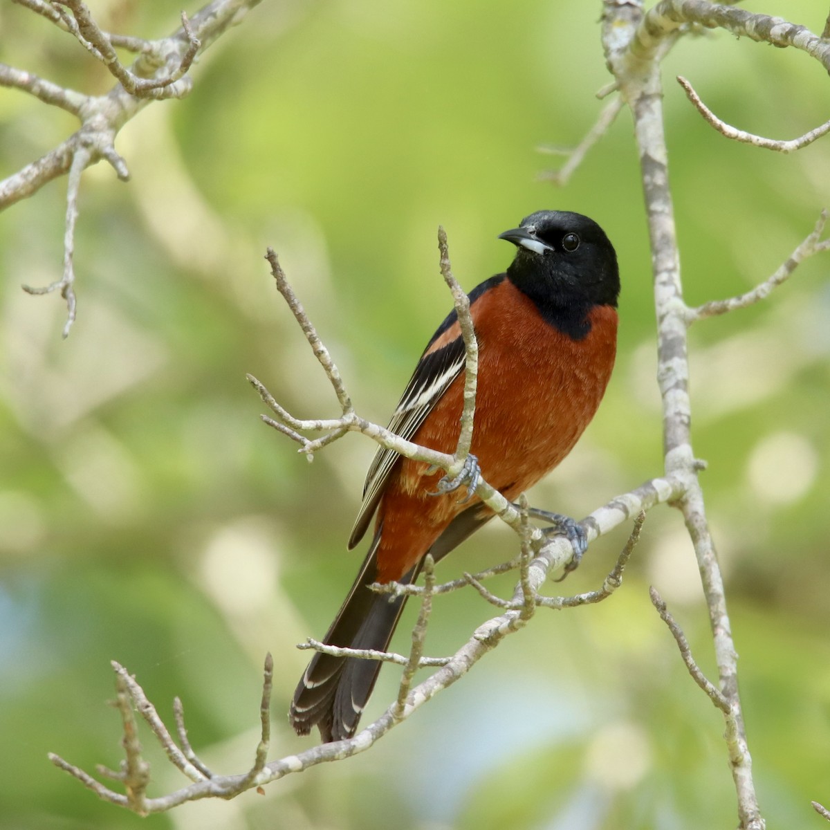 Orchard Oriole - ML571536931